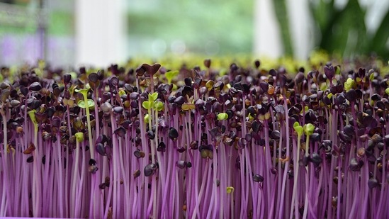 Lower cholesterol: A study found that red cabbage microgreens lower levels of LDL cholesterol, liver cholesterol, and inflammatory cytokines.(Unsplash)