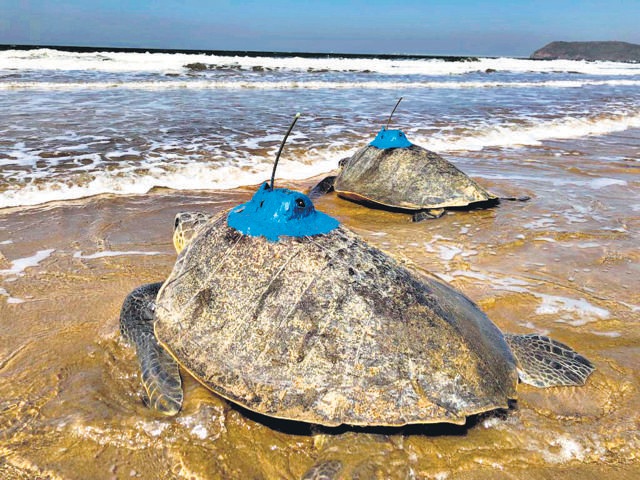 The satellite trackers are fastened to the turtle’s shell using industrial strength glue, then coated with anti-fouling paint (also used on the outsides of ships), to keep barnacles and other marine creatures at bay. (Mangrove Foundation) The satellite trackers are fastened to the turtle’s shell using industrial strength glue, then coated with anti-fouling paint (also used on the outsides of ships), to keep barnacles and other marine creatures at bay. (Mangrove Foundation)