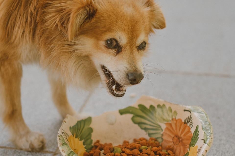 Nutrition deficiency in pets can be spotted by the way they look. (Pixabay) Nutrition deficiency in pets can be spotted by the way they look. (Pixabay)