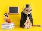 This teachers' day, here are 10 things you can learn from your pet.
