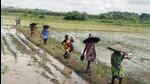 India’s output from the kharif cropping season is likely to be average, with the area sown lagging last year’s levels by around 1.5%. (ANI) India’s output from the kharif cropping season is likely to be average, with the area sown lagging last year’s levels by around 1.5%. (ANI)
