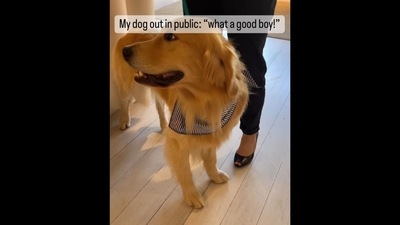 The image, taken from the Instagram video, shows the Golden Retriever whose human thinks he is a 'master con artist.' (Instagram/@goldie.swag)