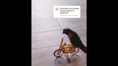 The image, taken from the viral video on Instagram, shows a parrot riding a bicycle.&nbsp; (Instagram/@mauiconure)
