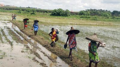 India’s output from the kharif cropping season is likely to be average, with the area sown lagging last year’s levels by around 1.5%. (ANI) India’s output from the kharif cropping season is likely to be average, with the area sown lagging last year’s levels by around 1.5%. (ANI)