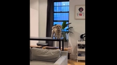The image, taken from the Instagram video, shows a dog reacting to human returning home unexpectedly. (Instagram/@olliepopmaltipoo) The image, taken from the Instagram video, shows a dog reacting to human returning home unexpectedly. (Instagram/@olliepopmaltipoo)
