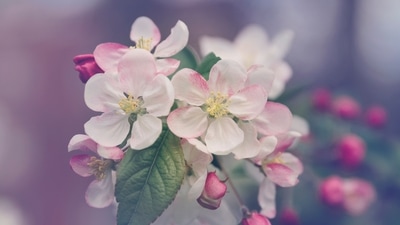 Flowers have been ruling the food, drink and medicine industry for centuries now. Over the years, its popularity has only been increasing for its unique properties. Here are a few things that can be made out of flowers. (Representative Image (Unsplash)) Flowers have been ruling the food, drink and medicine industry for centuries now. Over the years, its popularity has only been increasing for its unique properties. Here are a few things that can be made out of flowers. (Representative Image (Unsplash))
