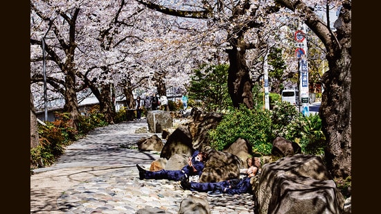 Workers take a break under the cherry blossoms in full bloom in Nakano, Tokyo. (Yusuke Harada/NurPhoto via Getty Images)