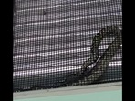 This is the carpet Python snake that was trapped in a window in an Australian school. (Facebook/@SunshineCoastSnakeCatchers) This is the carpet Python snake that was trapped in a window in an Australian school. (Facebook/@SunshineCoastSnakeCatchers)