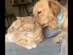 The Golden Retriever dog gives a ‘back massage’ to the pet cat.&nbsp;