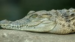 Representational image showing an alligator like the one that was hissing at people at an ATM in Texas. (Pexels) Representational image showing an alligator like the one that was hissing at people at an ATM in Texas. (Pexels)