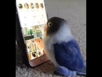 The bird watches Instagram videos.