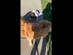 The image, taken from the Instagram video, shows the toddler getting upset over not being allowed to carry the Golden Retriever dog's poop bag. (Instagram/@goldenloutriever) The image, taken from the Instagram video, shows the toddler getting upset over not being allowed to carry the Golden Retriever dog's poop bag. (Instagram/@goldenloutriever)