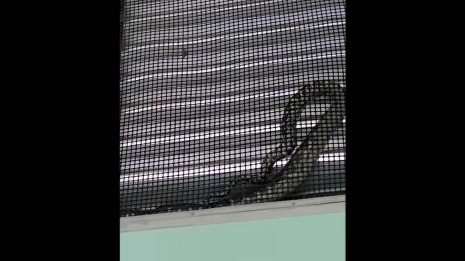 Stray carpet python snake gets removed from an Australian school window. Watch