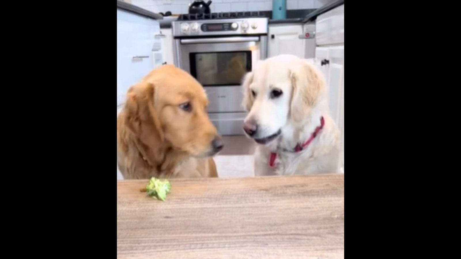Golden Retriever dog best friends try eating healthy, watch ...
