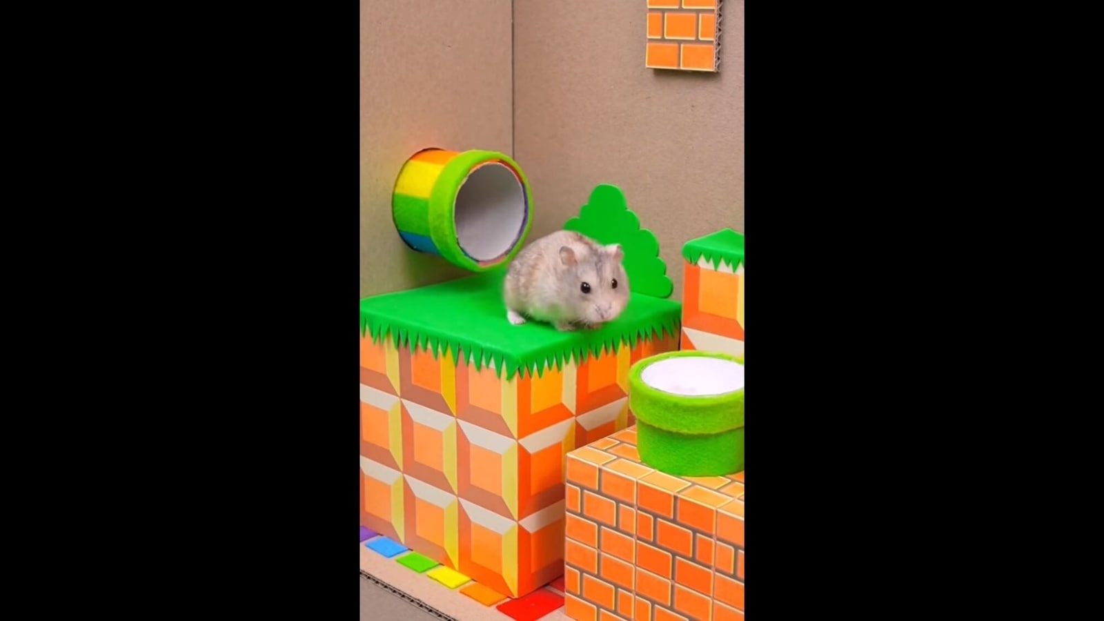 hamster,escape,super mario,maze,real life,viral video.