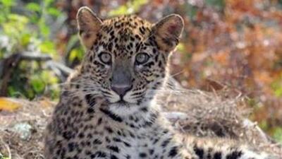 Officials leading the operation said that they are calling off the search since they have not been able to spot the animal for over 10 days. (Representative photo) Officials leading the operation said that they are calling off the search since they have not been able to spot the animal for over 10 days. (Representative photo)