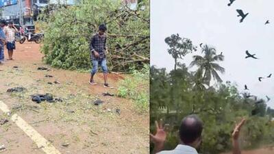 The social forestry wing of the Kerala forest department started a survey to mark the trees on the highways that have nests of birds. (Agencies)
