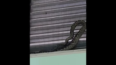 This is the carpet Python snake that was trapped in a window in an Australian school.&nbsp; (Facebook/@SunshineCoastSnakeCatchers)