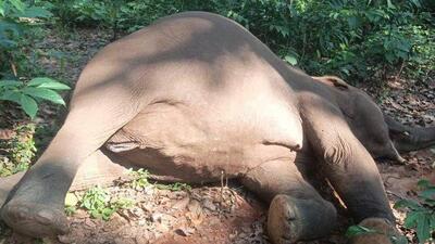 The elephant death on Saturday by electrocution in Odisha’s Dhenkanal forest division made it the fourth such death in last 10 days in the state. (Sourced) The elephant death on Saturday by electrocution in Odisha’s Dhenkanal forest division made it the fourth such death in last 10 days in the state. (Sourced)