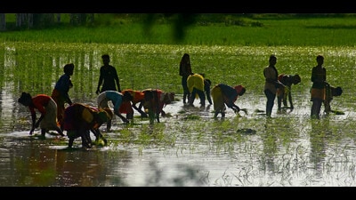 The Shiromani Akali Dal (SAD) on Sunday asked Punjab chief minister Bhagwant Mann to announce a compensation of  ₹20,000 per acre to farmers whose paddy fields were infested with Southern Rice Black Streaked Dwarf Virus. (ANI image for representational purpose)