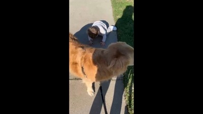 The image, taken from the Instagram video, shows the toddler getting upset over not being allowed to carry the Golden Retriever dog's poop bag. (Instagram/@goldenloutriever) The image, taken from the Instagram video, shows the toddler getting upset over not being allowed to carry the Golden Retriever dog's poop bag. (Instagram/@goldenloutriever)