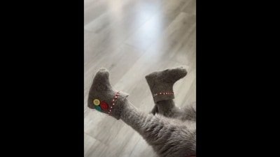The image, taken from the viral Instagram video, shows a cat sporting cute boots made out of its fur. (Instagram/@catsdoingthings) The image, taken from the viral Instagram video, shows a cat sporting cute boots made out of its fur. (Instagram/@catsdoingthings)