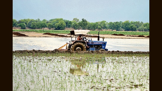 Output from the kharif cropping season is likely to be average. (Sanjeev Kumar/HT Photo)