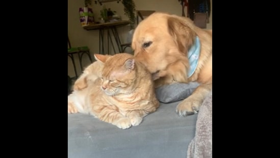 Golden Retriever dog gives pet cat a \'back massage\' in viral ...