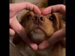 The cute puppy after helping its human spell out ‘love,’ letter by letter. The cute puppy after helping its human spell out ‘love,’ letter by letter. 
