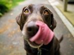 Here is how to stop popular dog breeds from biting Here is how to stop popular dog breeds from biting