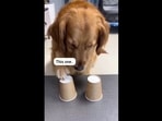 A screengrab of the viral video that shows the Golden Retriever dog playing the cup game. He gets bamboozled in the end. &nbsp;