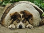 Overweight dogs may seem cute to some but excess weight can have detrimental effects on your pet’s well-being. Overweight dogs may seem cute to some but excess weight can have detrimental effects on your pet’s well-being.
