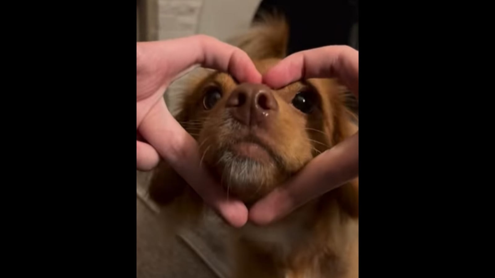 Cute puppy spells out 'love' in this video, gets a bit confused by ...