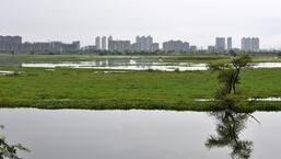 Environmental experts have been batting to conserve the Najafgarh jheel for several years now, and argue that its environs need a higher degree of protection for its rich avian ecosystem, which could be lost without it. (HT Archive)