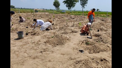 Mini-forests being planted to mark 50 years of Faridkot as district. (HT Photo)