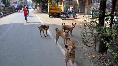 Following the increase in stray dog bite cases in Kerala — resulting in deaths in a few incidents — including the 12-year-old girl who died on Monday despite taking rabies vaccine, the issue has now reached the Supreme Court. (Representative Photo/HT) Following the increase in stray dog bite cases in Kerala — resulting in deaths in a few incidents — including the 12-year-old girl who died on Monday despite taking rabies vaccine, the issue has now reached the Supreme Court. (Representative Photo/HT)