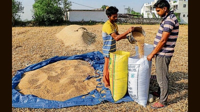 Five new wheat varieties developed by IIWBR- Karnal get ICAR recommendation (PTI) Five new wheat varieties developed by IIWBR- Karnal get ICAR recommendation (PTI)