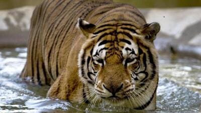 Bandhavgarh Tiger Reserve officials said the tiger had been driven into the forest after the incident, away from the village (AFP File Photo) Bandhavgarh Tiger Reserve officials said the tiger had been driven into the forest after the incident, away from the village (AFP File Photo)