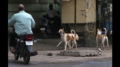 Stray dogs on Sinhgad road. (Ravindra Joshi/HT PHOTO)