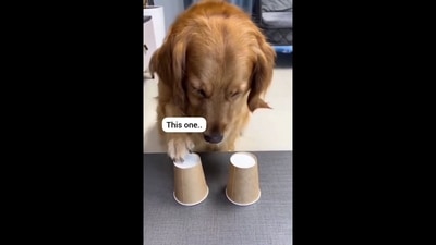 A screengrab of the viral video that shows the Golden Retriever dog playing the cup game. He gets bamboozled in the end. &nbsp; (Twitter/@Yoda4ever)