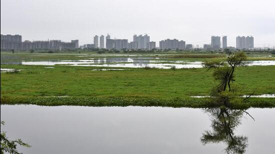 Environmental experts have been batting to conserve the Najafgarh jheel for several years now, and argue that its environs need a higher degree of protection for its rich avian ecosystem, which could be lost without it. (HT Archive) Environmental experts have been batting to conserve the Najafgarh jheel for several years now, and argue that its environs need a higher degree of protection for its rich avian ecosystem, which could be lost without it. (HT Archive)