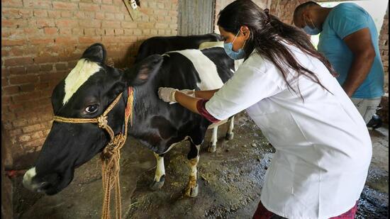 As per the department, of the 94 cases detected from 24 areas in the district, all have been reported from individual people who keep cattle for their personal use or sell milk in their neighbourhood or dairies in 24 villages in the district. (PTI) As per the department, of the 94 cases detected from 24 areas in the district, all have been reported from individual people who keep cattle for their personal use or sell milk in their neighbourhood or dairies in 24 villages in the district. (PTI)