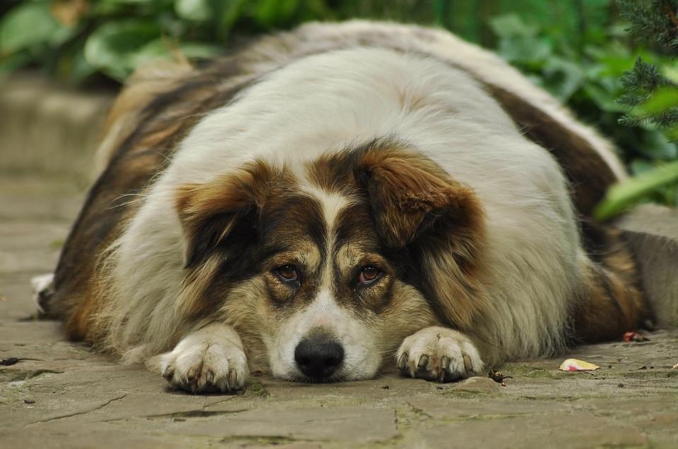Symptoms of Too Much Fat in Dogs Diet: Warning Signs