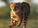 Twelve cheetahs, including four to five females, have been vaccinated and quarantined for a month as part of preparations to airlift them to India. (Getty Images/iStockphoto)