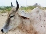 Around 133 villages in Maharashtra reported the spread of lumpy skin disease. (HT File Photo) Around 133 villages in Maharashtra reported the spread of lumpy skin disease. (HT File Photo)