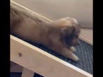 The cute dachshund puppy spends a day in its life. (Instagram/@longboyfrankie) The cute dachshund puppy spends a day in its life. (Instagram/@longboyfrankie)