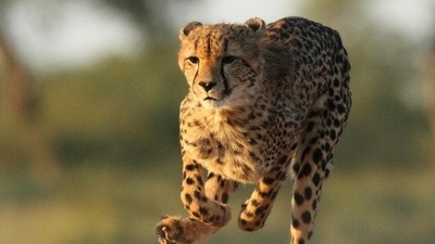 Twelve cheetahs, including four to five females, have been vaccinated and quarantined for a month as part of preparations to airlift them to India. (Getty Images/iStockphoto)