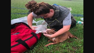 The image shows the Amazon delivery driver with the puppies she saved from a burning house. (Facebook/@Columbia County Fire Rescue) The image shows the Amazon delivery driver with the puppies she saved from a burning house. (Facebook/@Columbia County Fire Rescue)