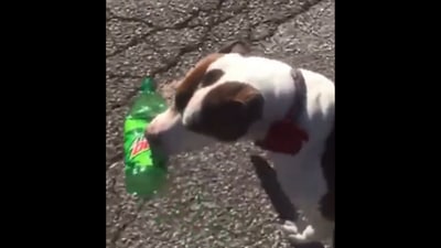 This pet dog picks up a plastic bottle from its neighbourhood. (Reddit/@PrincessPattycakes) This pet dog picks up a plastic bottle from its neighbourhood. (Reddit/@PrincessPattycakes)