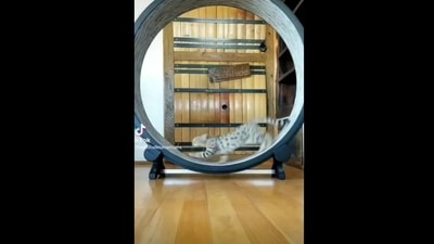 The image shows the cat doing cardio on a circular exercise wheel. (Instagram/@cats_of_instagram) The image shows the cat doing cardio on a circular exercise wheel. (Instagram/@cats_of_instagram)